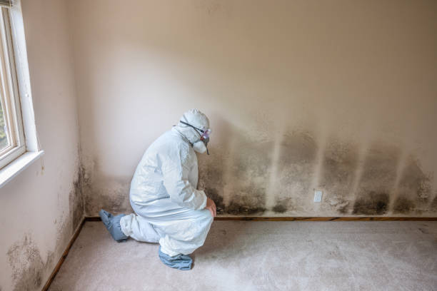 Home Mold Removal in Channahon, IL