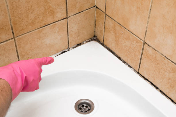 Best Mold Damage Repair  in Channahon, IL