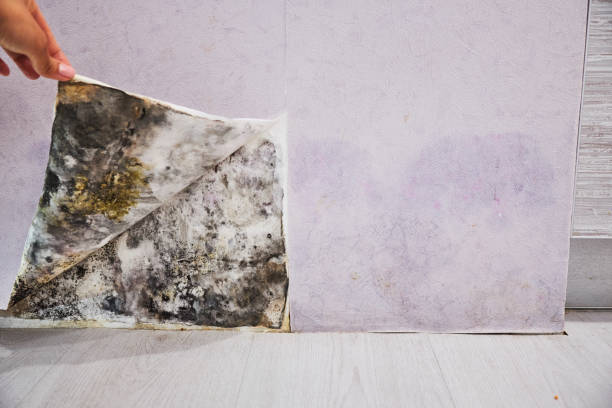 Mold Removal and Inspection in Channahon, IL